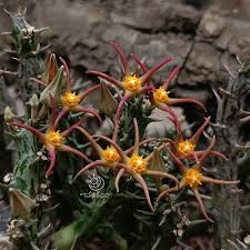 Image result for Orbea umbracula