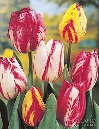 Mixed Rembrandt Tulips Bulb Flowers Tulips Partial Shade Plants