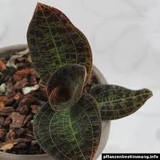 Image result for Oldenlandia machingensis