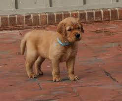 Light, medium and dark colors available. Field Golden Retriever Google Search Golden Retriever Cute Baby Animals Retriever