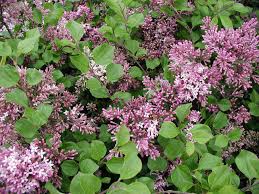 Korean dwarf lilac (syringa), live deciduous flowering shrub with pink flowers grown in a 3 in. Dwarf Korean Lilac 4 Pot Syringa Meyeri Palibin Walmart Com Walmart Com