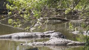 Caiman