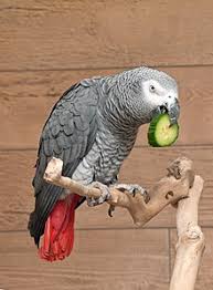 Grey Parrot Wikipedia