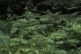 Image result for Pteridium aquilinum