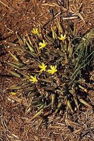 Image result for Launaea rogersii