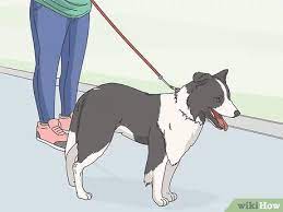 Read our advice and tips for travelling long distances with pets. 3 Easy Ways To Travel A Long Distance With A Dog Wikihow