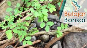 Mengenal Bahan Bonsai Ileng Ileng Di Alam Liar Bonsai Perdu Tanaman