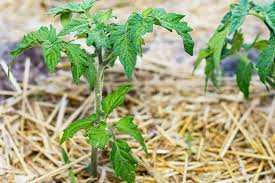 What You Need To Know About Mulch For The Vegetable Garden Schneiderpeeps
