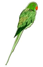 free clipart parrot tomas arad free clipart parrot tomas arad