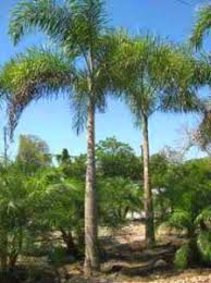The foxtail palm has a deep root stem feature that allows it to withstand even harsh drought conditions. Foxtail Palm Canterbury Farms Nursery