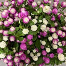 Image result for Gomphrena globosa