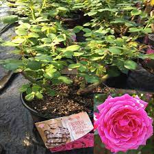 Onlineplantcenter 3 Gal Miranda Lambert Rose Plant R6027g3 The Home Depot Planting Roses Plants Miranda Lambert