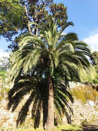 Palmier Jardin Botanique Bayonne Jardin Botanique Jardins Botanique