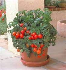 No, tomato sauce has a thinner consistency and is a seasoned product, with added spices and flavor. Pin On Sebzelet