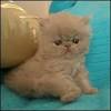 Persian Kittens for Sale - Adoptapet