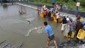 Di Kampung Bumi Dipasena Mulya 320 Ribu Ekor Benih Hasilkan Udang 4 6 Ton Tribun Lampung