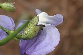 Image result for Psoralea arborea