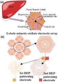 It performs 500 essential tasks, including detoxification, protein synthesis, and the production of digestive chemicals. Liver Cell Patterning Lab Chip Mimicking The Morphology Of Liver Lobule Tissue Lab On A Chip Rsc Publishing