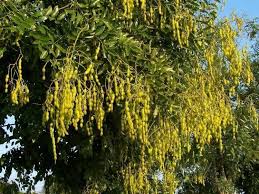 Deciduous fruit litter, root suckers: Styphnolobium Japonicum Alchetron The Free Social Encyclopedia