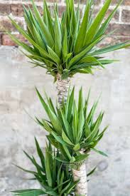 Image result for Yucca gigantea