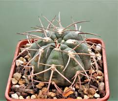 Image result for Raphionacme globosa