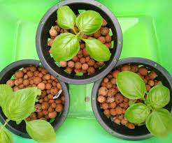 Maybe you would like to learn more about one of these? Perbedaan Daun Basil Dan Kemangi Sekilas Mirip Tapi Ternyata Beda Titipku