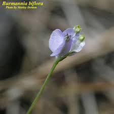 Image result for Burmannia