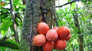 Image result for Crossopetalum mossambicense