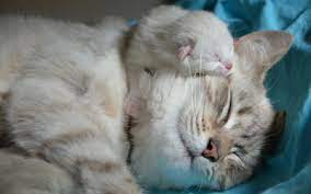 What do you call your mom's mother and your dad's mother? Raising Kittens Vca Animal Hospital