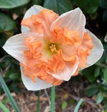 Wählen sie ihre nächste destination ! I Heard You Guys Like Double Daffodils Heres One Of Mine Gardening Garden Diy Home Flowers Roses Nature Landscap Flower Farmer Daffodils Bulb Flowers