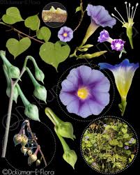 Image result for Ipomoea parasitica