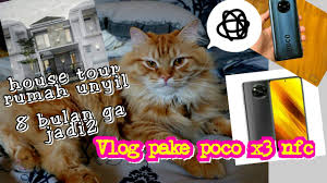 Royal canin adalah makanan kucing yang bagus untuk bulu. Makanan Kucing Yang Mengandung Babi Aku Bedah Semuanya International Journal Elsv Sciencedirect Youtube