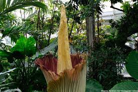 The New York Botanical Garden S Stinky Corpse Flower Is Now In Bloom Untapped New York