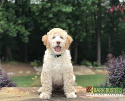 If you decide to get an australian labradoodle puppy, don't be surprised if his coat color changes. Get To Know The Australian Labradoodle The Perfect Combination Of Cuteness Energy Intelligence And Affection