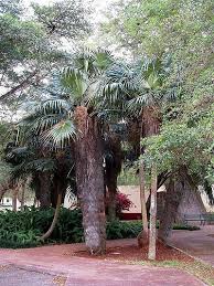 Image result for Coccothrinax