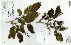 Image result for Crudia