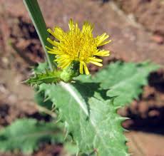 Image result for Sonchus wilmsii