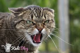 Kediler Neden Sinirlenir Kedi Sakinlestirme Yontemleri Kedi Blog