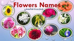 We would like to show you a description here but the site won't allow us. Flowers Names In Tamil English With Images à®ª à®• à®•à®³ à®© à®ª à®¯à®° à®•à®³ Learn Flowers Name For Kids Youtube