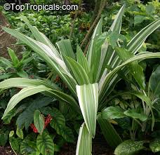 Full arrows, full deku sticks, 2 magic beans. Crinum Asiaticum Swamp Lily River Lily Spider Lily Toptropicals Com
