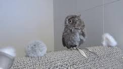 Curbie, the little baby owl, is extremely cute. Baby Owl Takes A Bath Album On Imgur