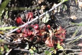 Image result for Drosera natalensis