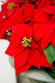 Poinsettia Are Toxic To Pets Pet Poison Helpline