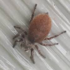 Crab spiders, ground spiders, wolf spiders and jumping spiders all use backyards across tennessee as the personal hunting grounds. Spiders In Tennessee Species Pictures