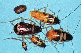 How To Get Rid Of Brown Banded Roaches