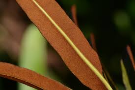 Image result for Acrostichum aureum