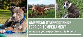 It is said that this breed is extremely aggressive. American Staffordshire Terrier Temperament What Can You Expect From This Breed And 10 Photos Bull Terrier Hq