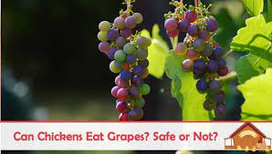 Simply flavored with mayo, salt, and pepper, and studded with celery, sliced scallion, and halved grapes. Can Chickens Eat Grapes Are They Safe The Happy Chicken Coop