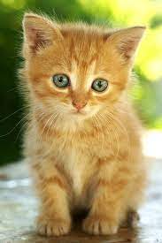Animal Baby Kittens Kitten Dogs And Cats Kittens Cutest Cute Baby Black Information Meowing Adorable Little Tiny Kittens Cutest Cats Kittens