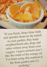 Daisy Parnell (daisysowell)